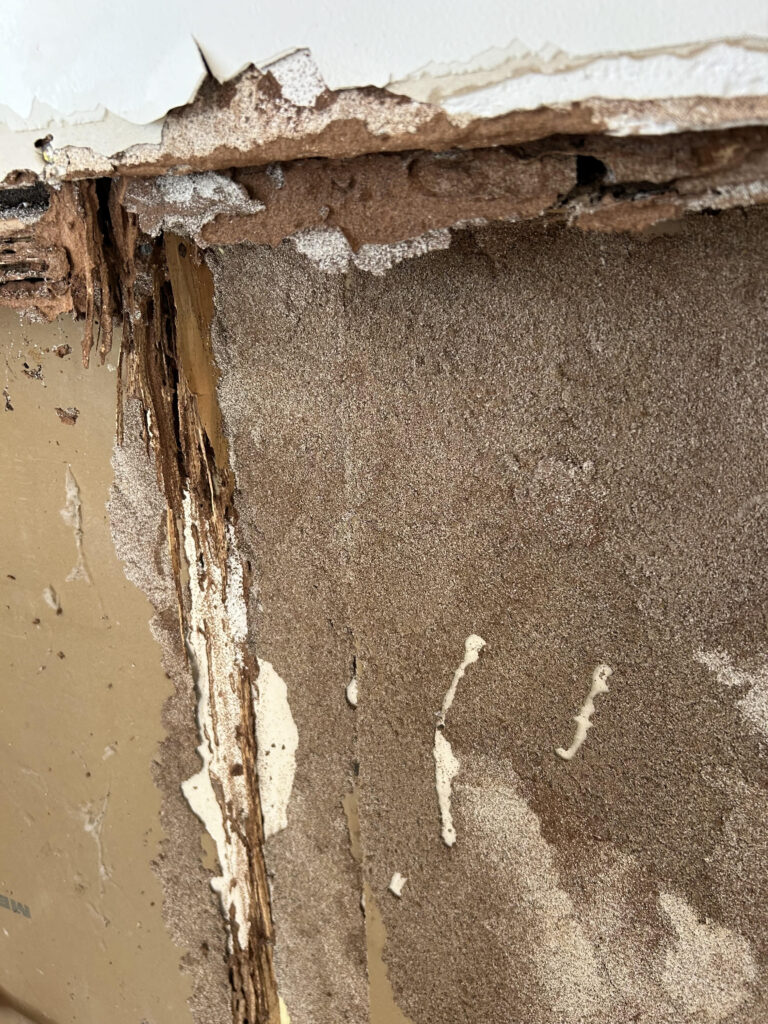 Termites Poway Hume Termite