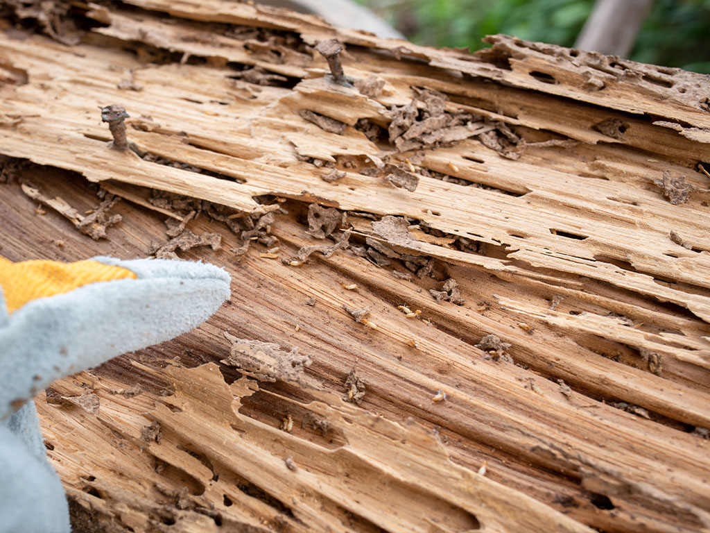 Termites Vista Hume Termite