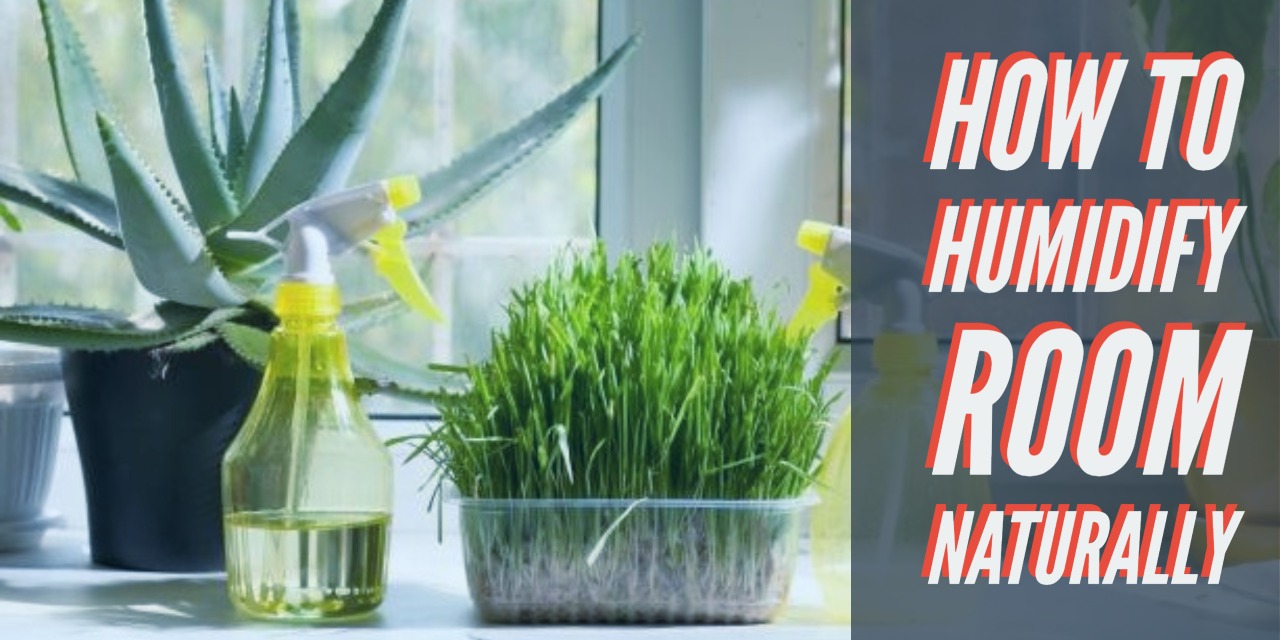 How to Humidify a Room Naturally Best Guide for 2021