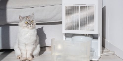 How quickly should a dehumidifier fill up [And More!]