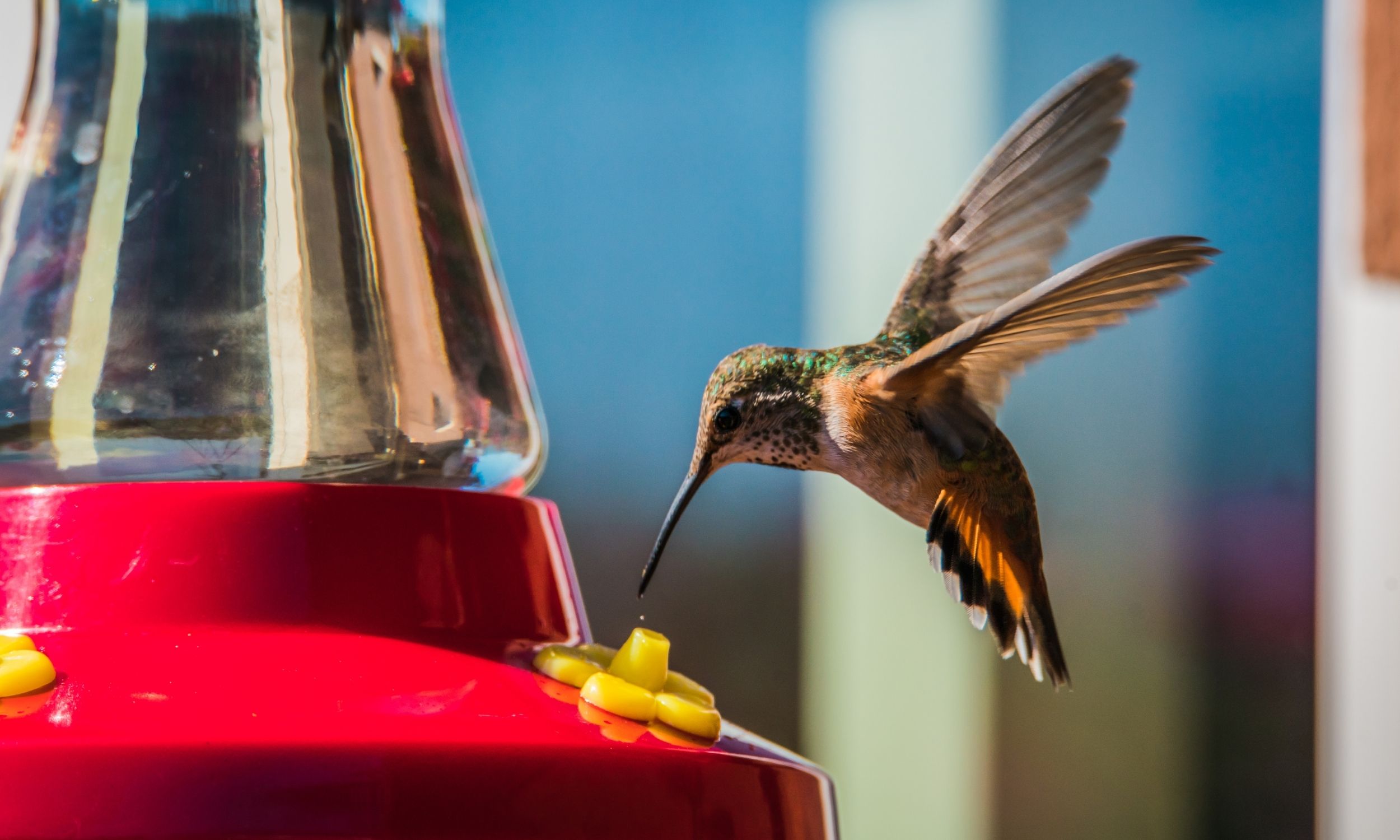 How to Make Hummingbird Food Hummingbird Acres