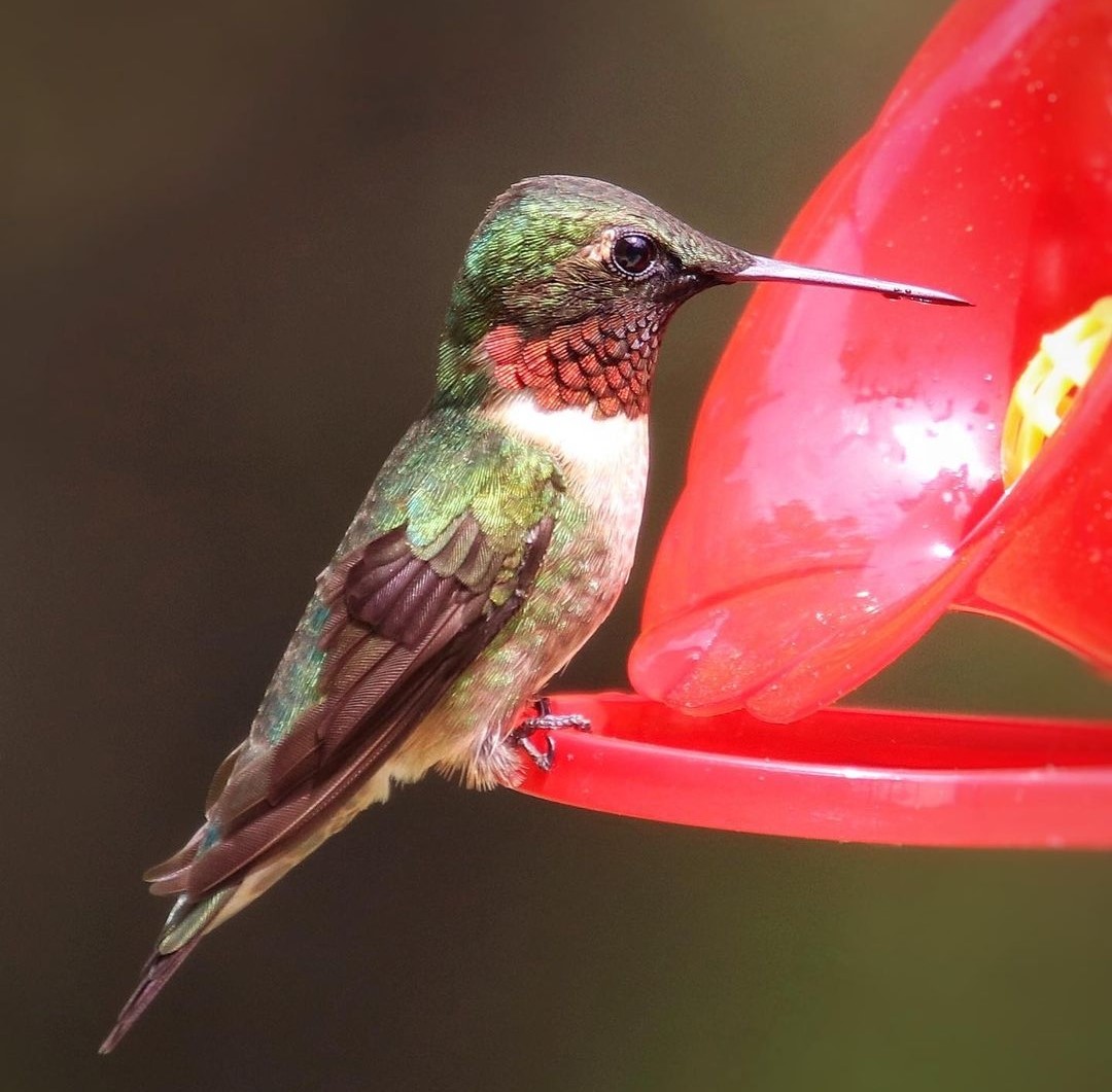 Hummingbird Migration in Tennessee Hummingbird Bliss