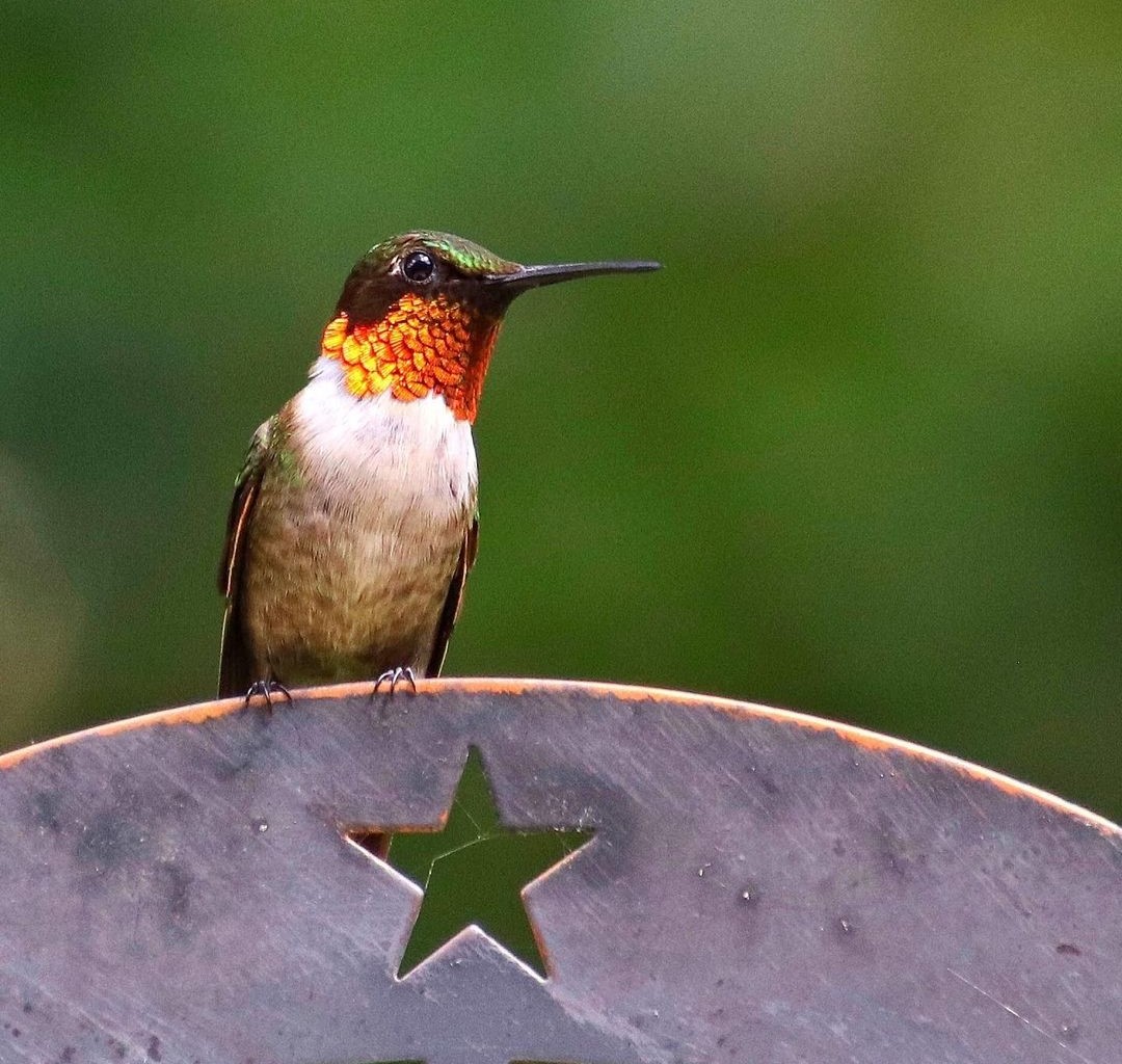Hummingbirds Found in Tennessee (Pictures and Sounds) Hummingbird Bliss
