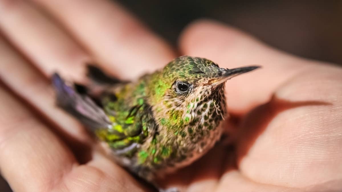 How Fast Is A Hummingbird's Heartbeat? Hummingbirds Info