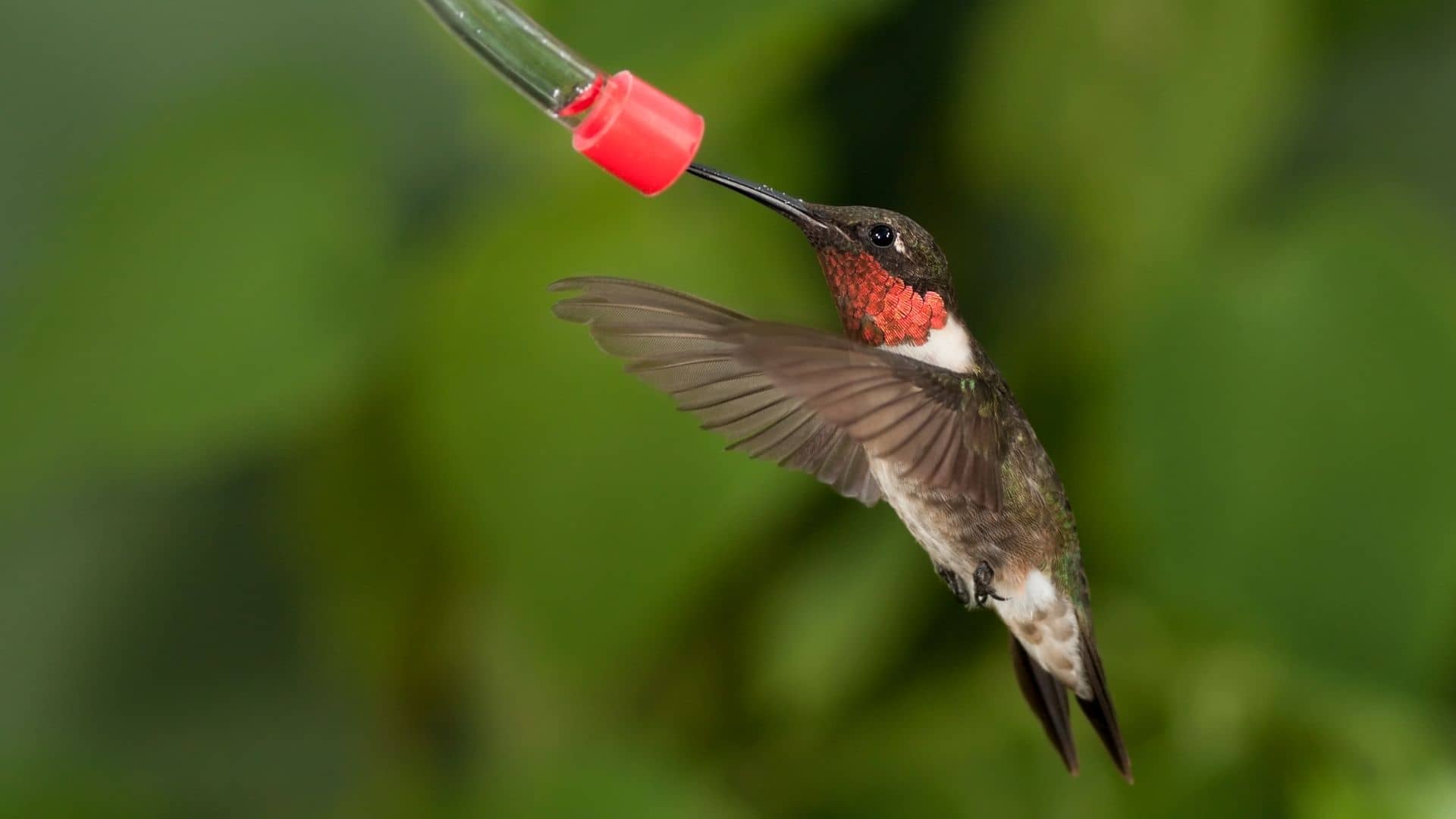 How To Make A Hummingbird Feeder Tube Tutorial Hummingbirds Info