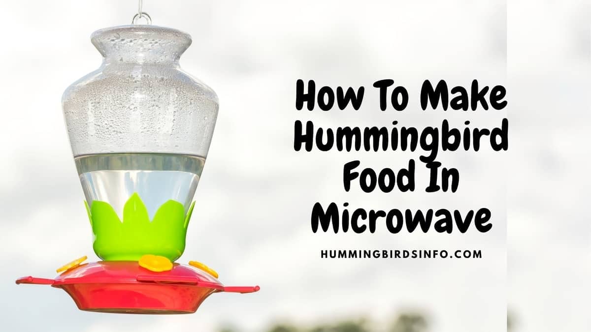 How To Make Hummingbird Food In Microwave Hummingbirds Info