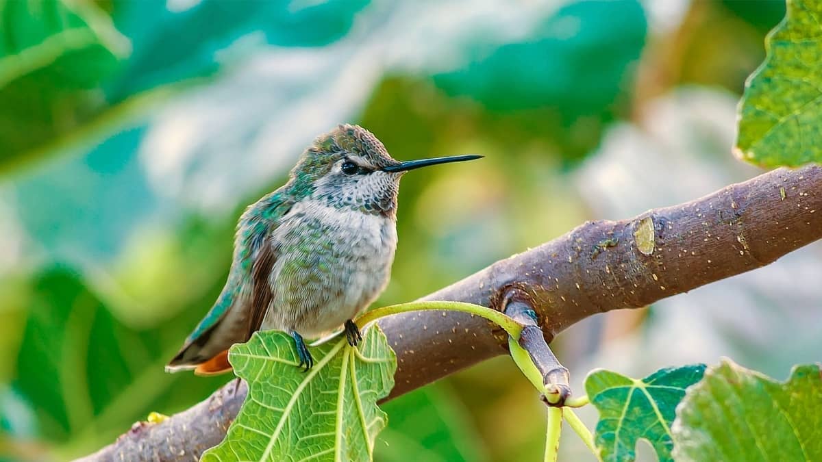 When Do Hummingbirds Leave Maine Hummingbirds Info