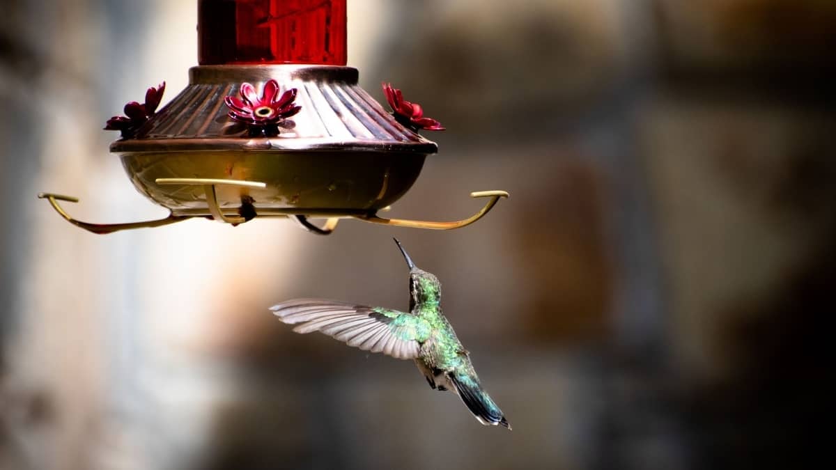 Why Do Hummingbirds Hover In Your Face Hummingbirds Info
