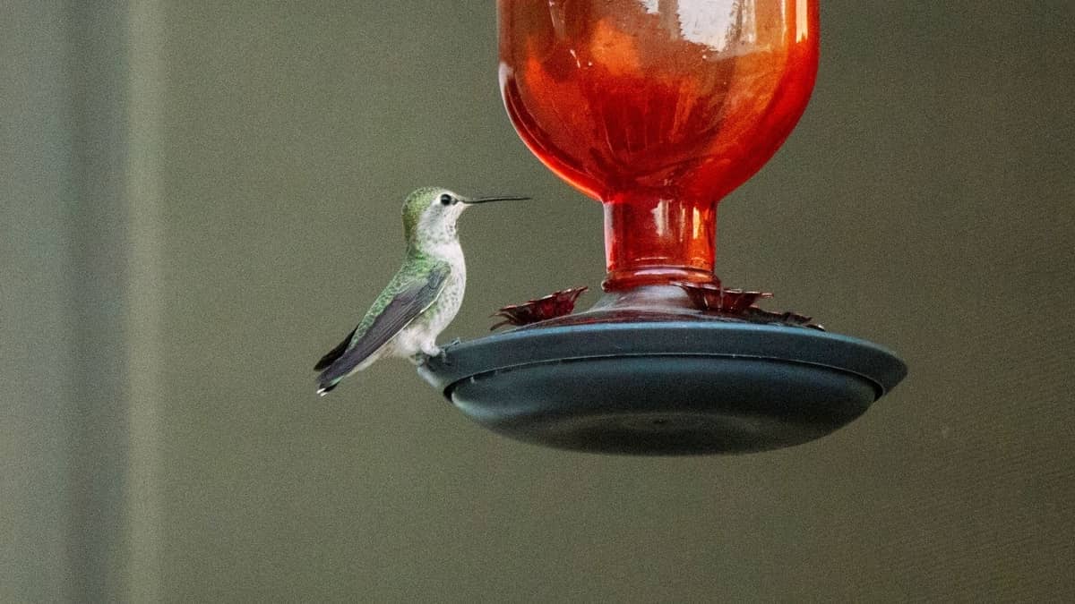how to make a hummingbird feeder with a 2 liter bottle Hummingbirds Info