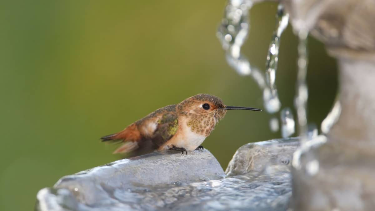Solar Hummingbird Mister Hummingbirds Info