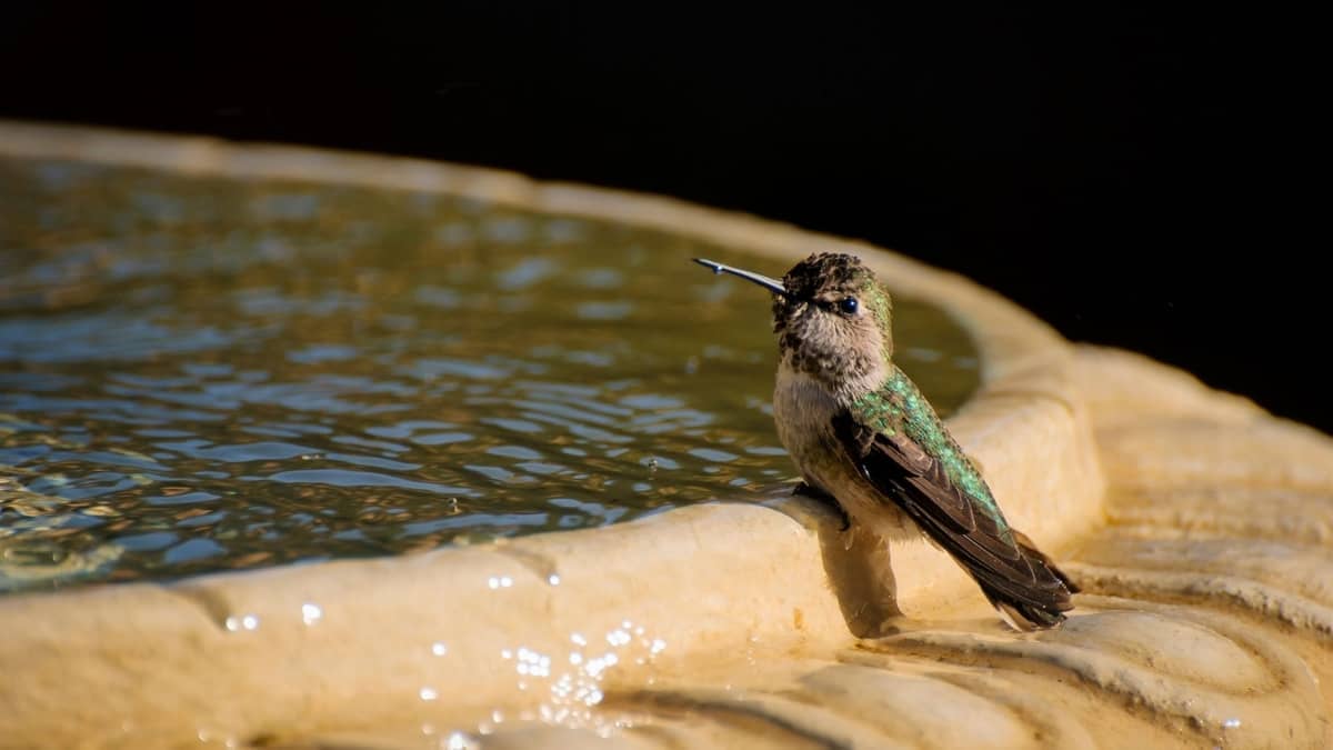 How To Make A Hummingbird Fountain Hummingbirds Info