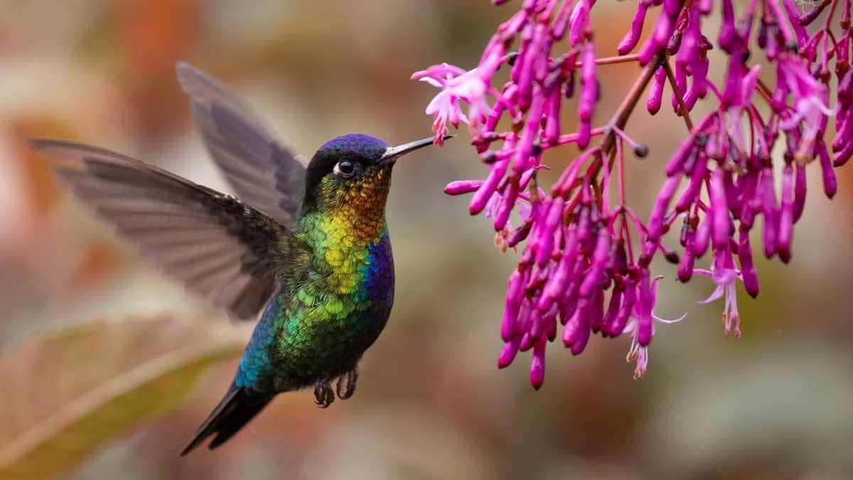What Sound Does A Hummingbird Make? Hummingbirds Info