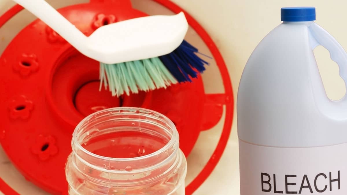 Cleaning Hummingbird Feeder With Bleach Hummingbirds Info