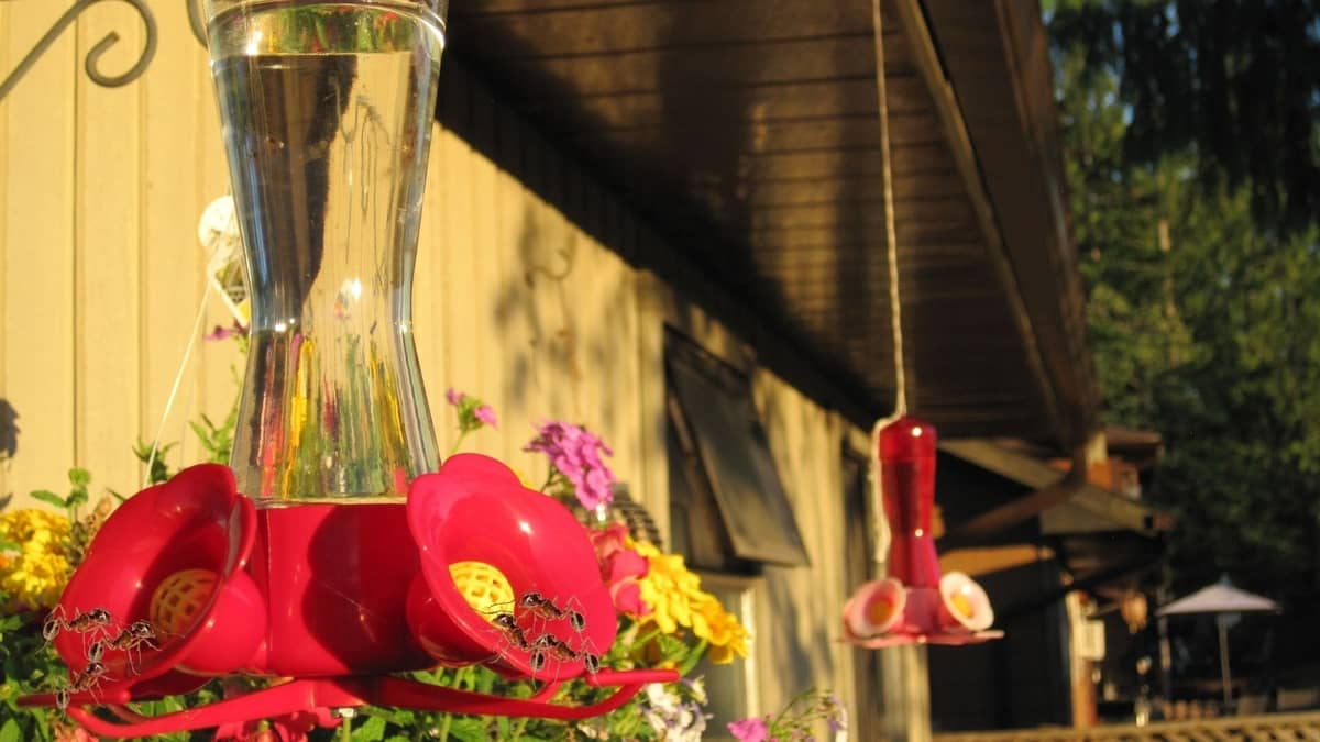 Ant Traps For Hummingbird Feeders 3 Easy DIY Examples Hummingbirds Info
