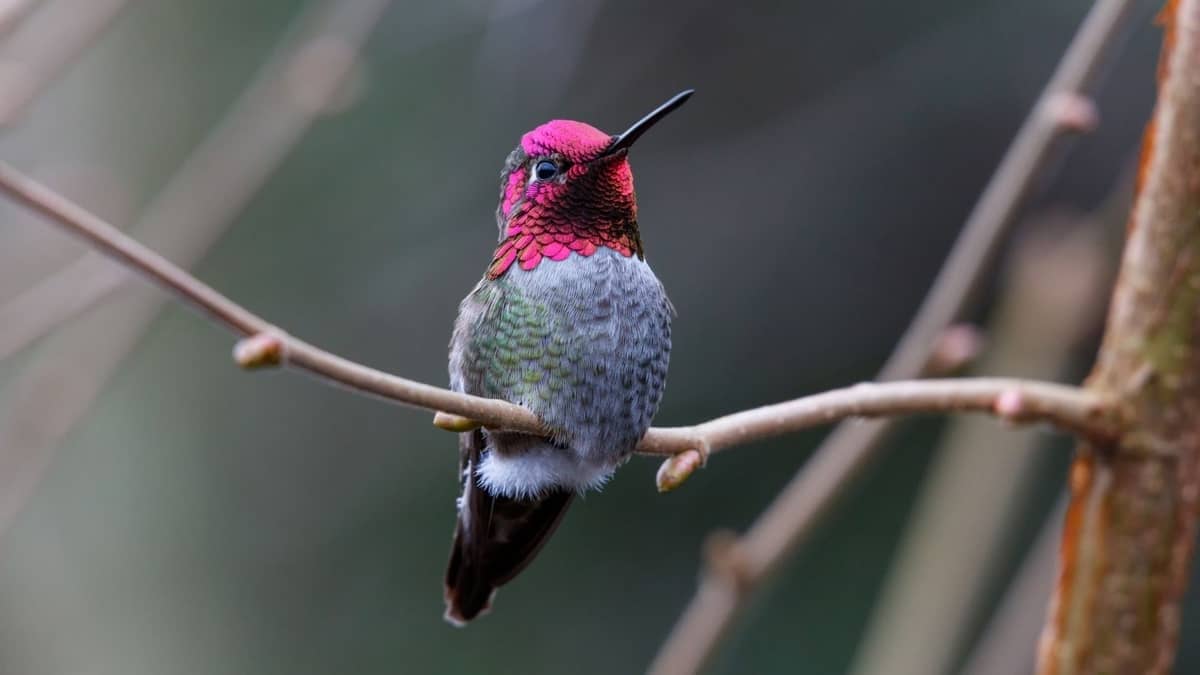 Do Hummingbirds Make Noise Identification Of Hummingbird’s Sounds
