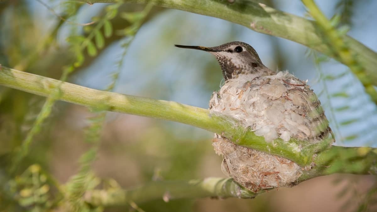 What Kind Of Trees Do Hummingbirds Nest In? Hummingbirds Info
