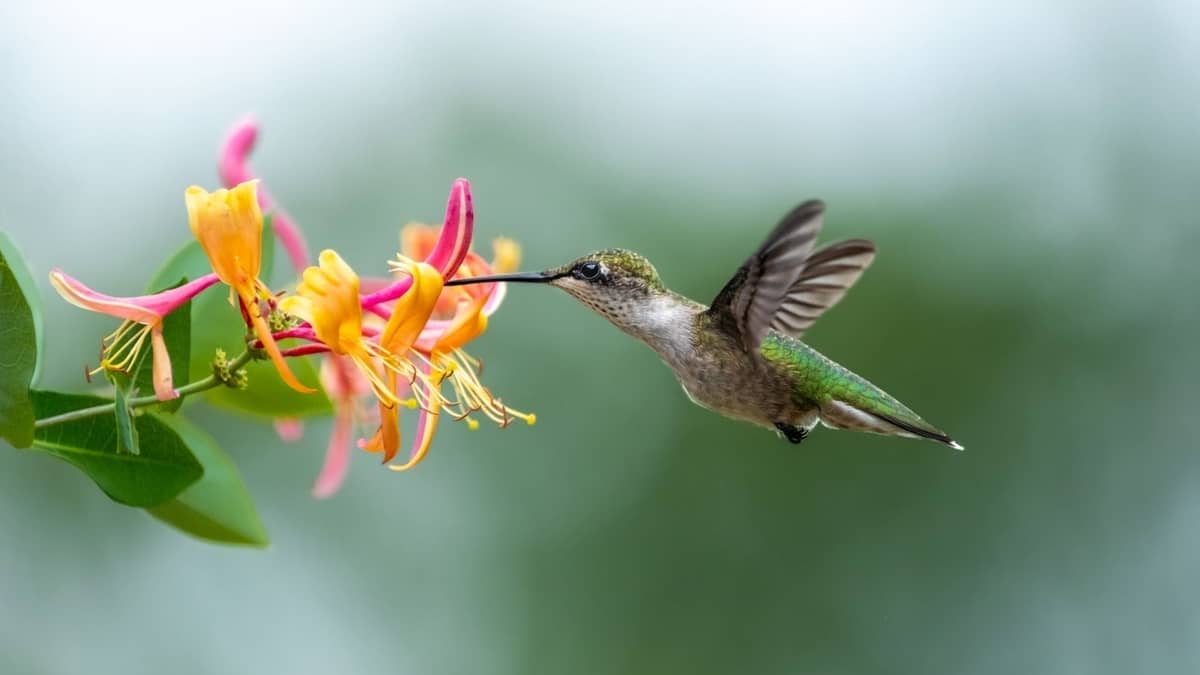 When Do Hummingbirds Return To SC? Hummingbirds Info
