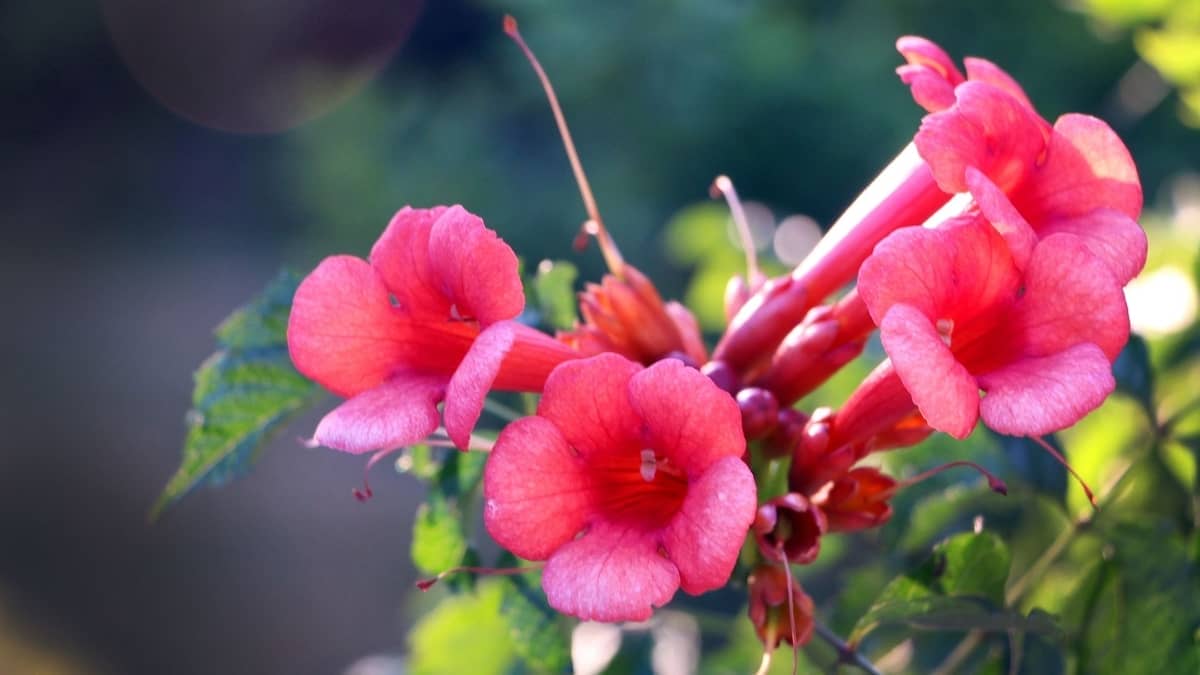When Does Trumpet Vine Bloom? Hummingbirds Info
