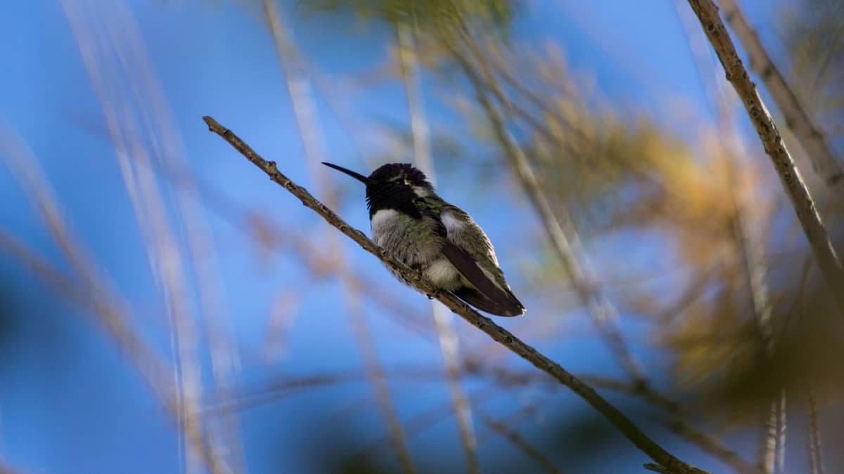 Can Hummingbirds Survive Cold Weather? No. 1 Method To Help These