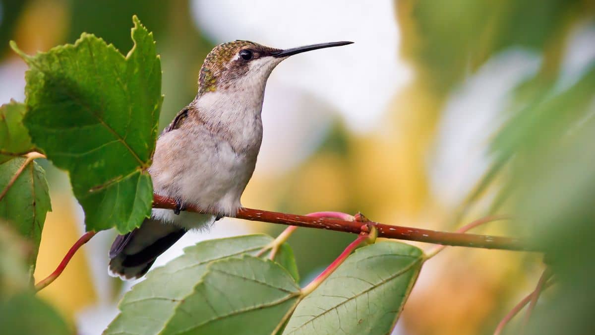 Top 4 Best Trees For Hummingbirds Options That Make A Difference