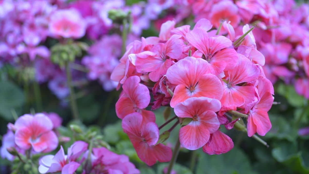 Do Hummingbirds Like Geraniums? Hummingbirds Info