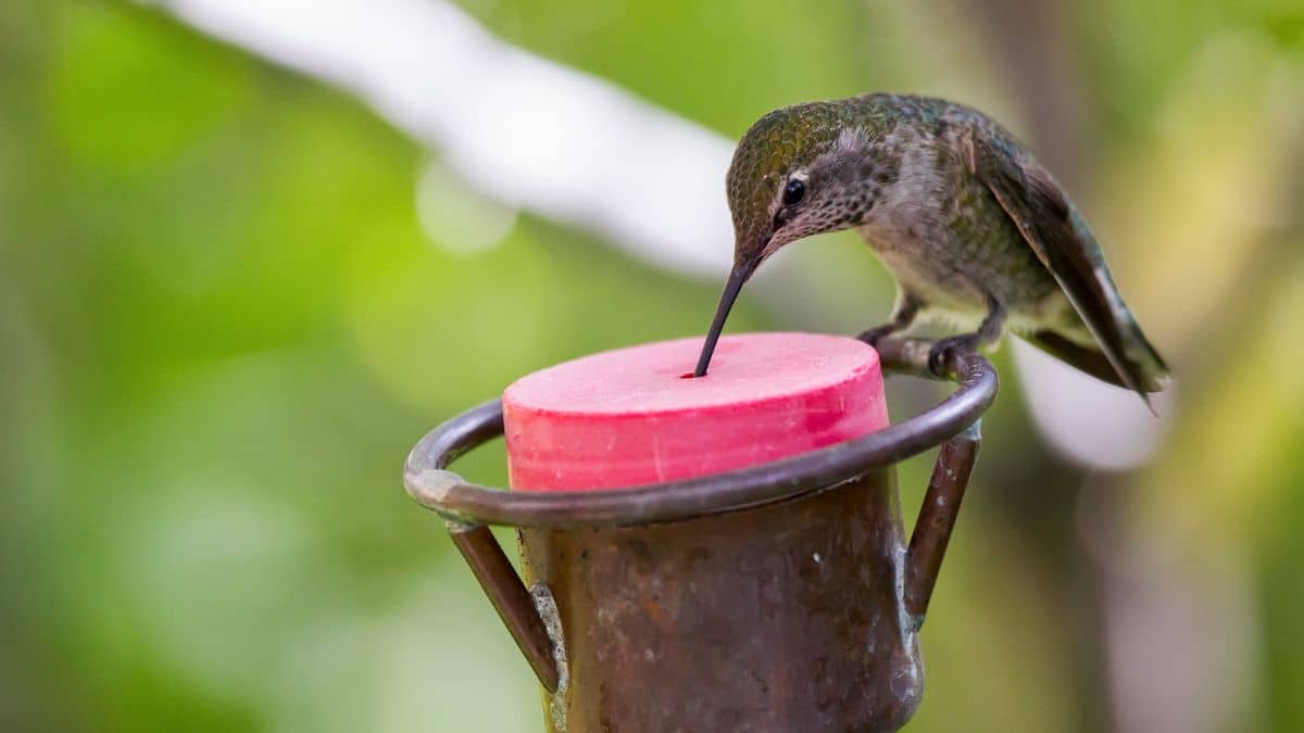 Everything You Need To Know About Homemade Sugar Water For Hummingbirds