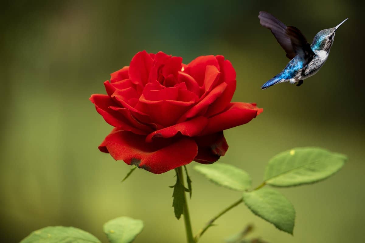 Do Hummingbirds Like Roses? The LongAwaited Truth About These 2