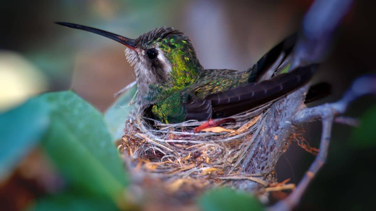 How To Keep Hummingbirds Warm Helping Tiny Birds During The Cold