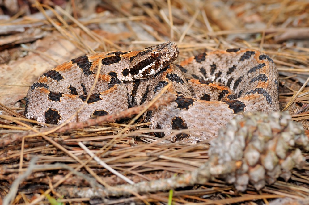 Top 16 Venomous Snakes In Oklahoma