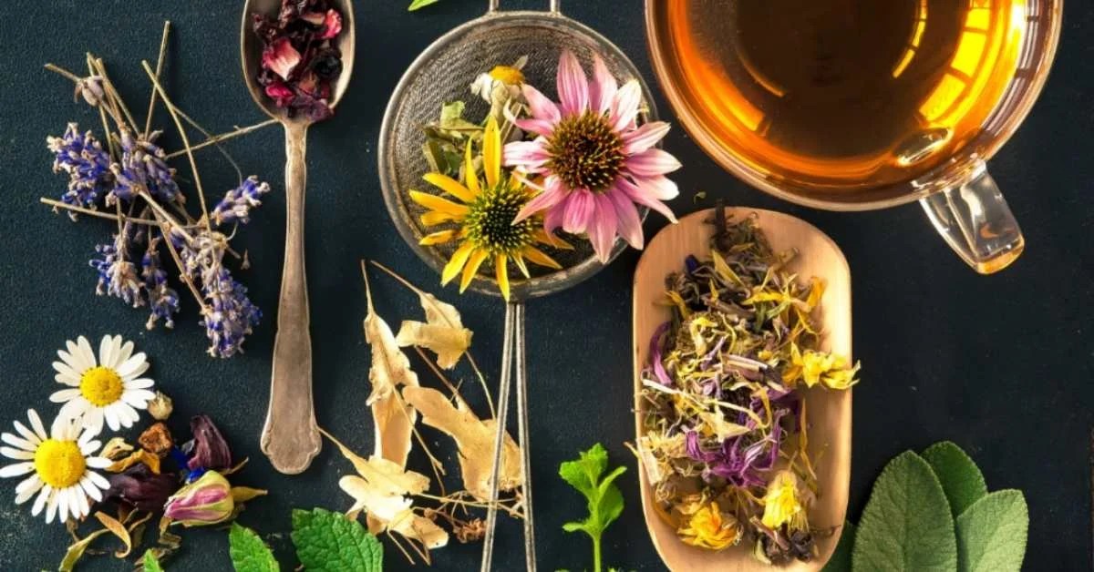 What Is The Difference Between Tea And Tisane? Hummingbird Tea Room