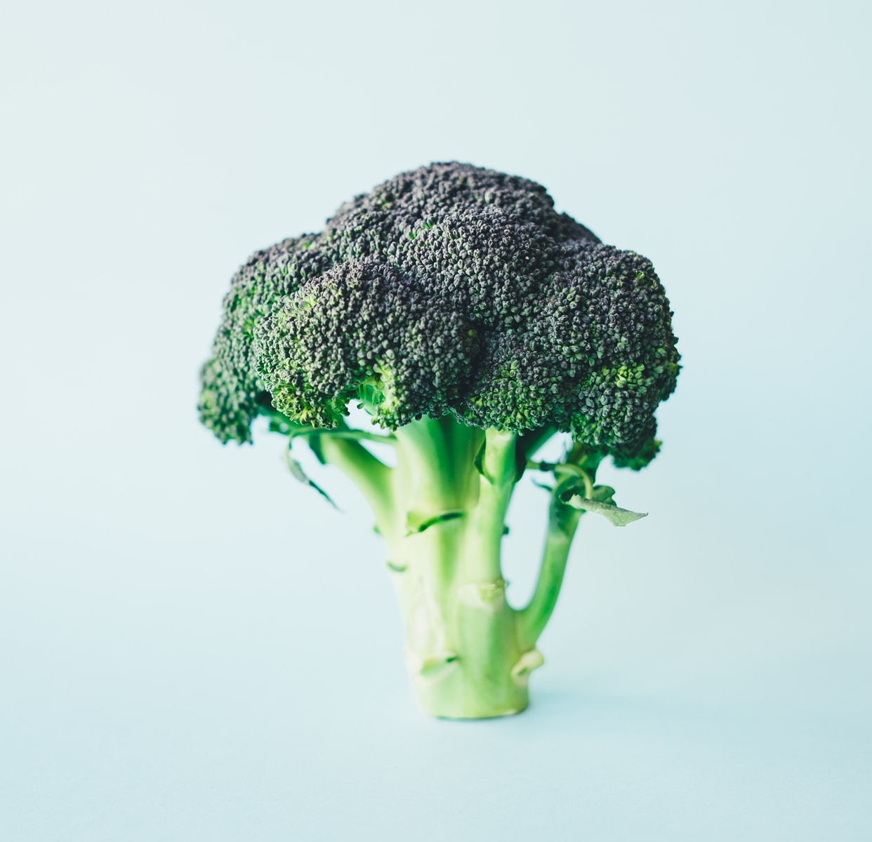 Broccoli Jokes & Puns 19 Best To Make You Smile Away
