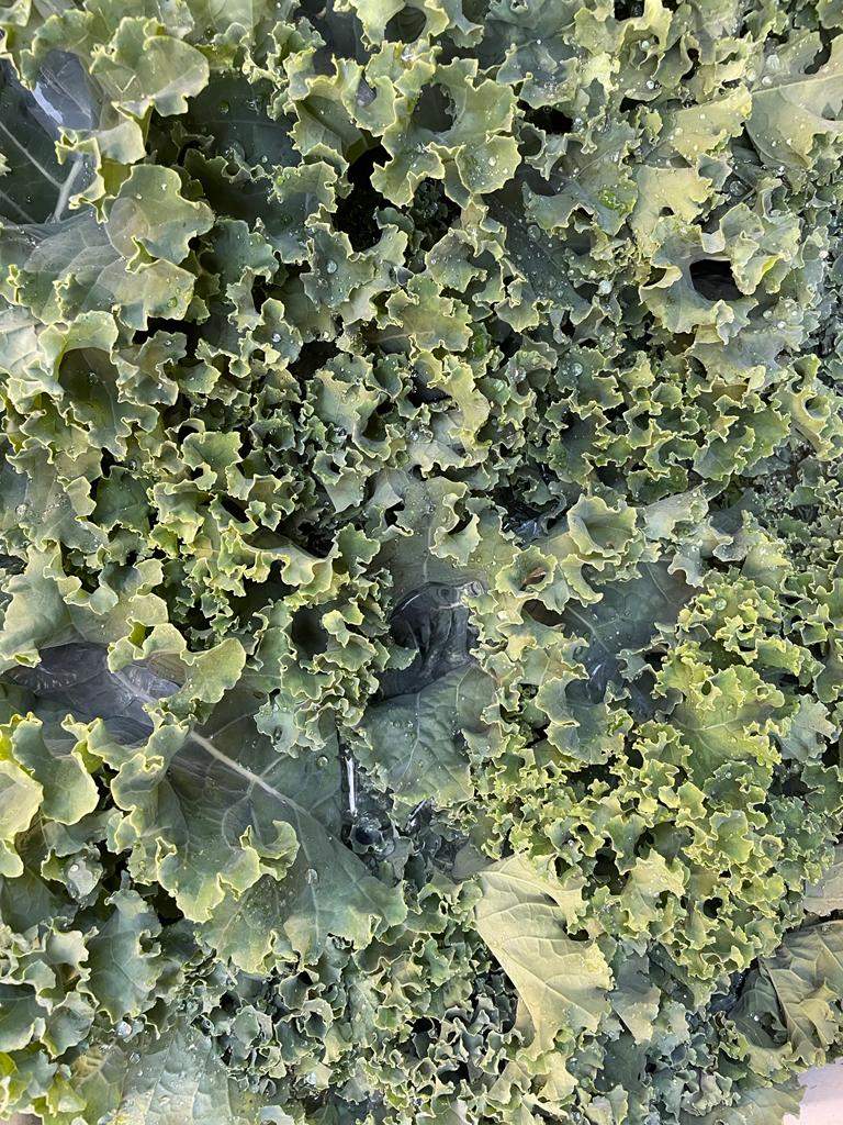 Couve Kale Humus Agricultura Biológica