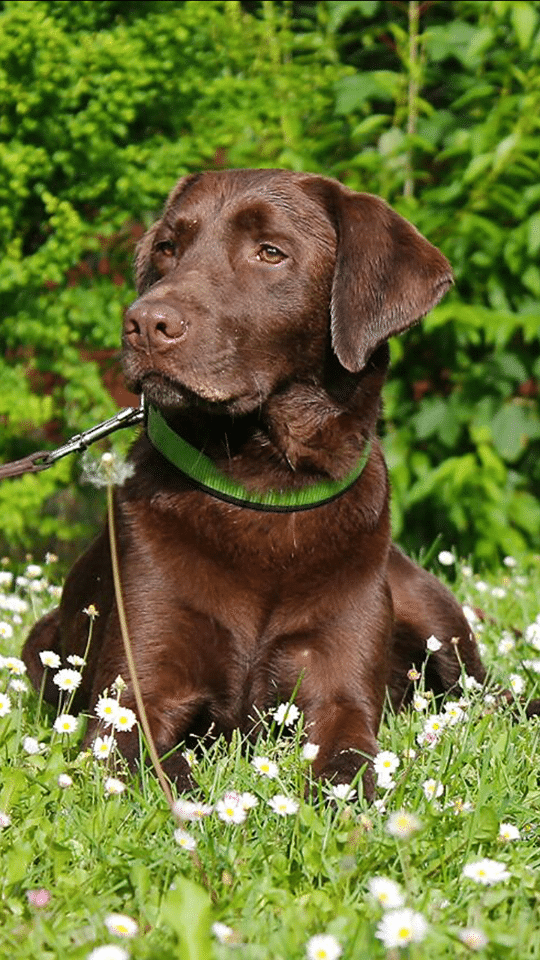 Labrador Retriever Hunde