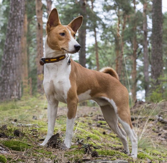 88+ Basenji Breeding Season l2sanpiero