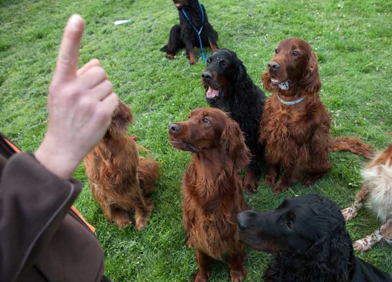 Der Jagdhund im Alltag Hunde