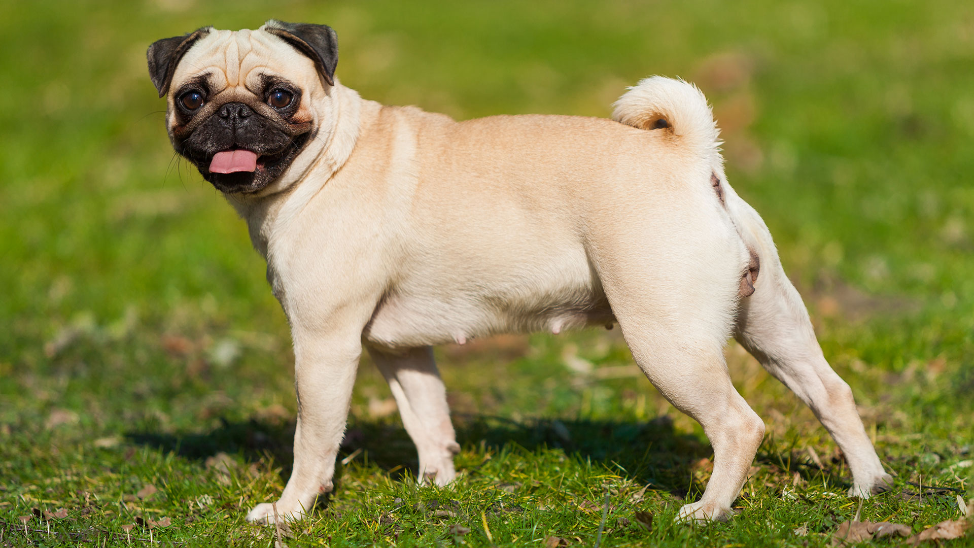 Dackel Charakter, Erziehung & Haltung Hund21