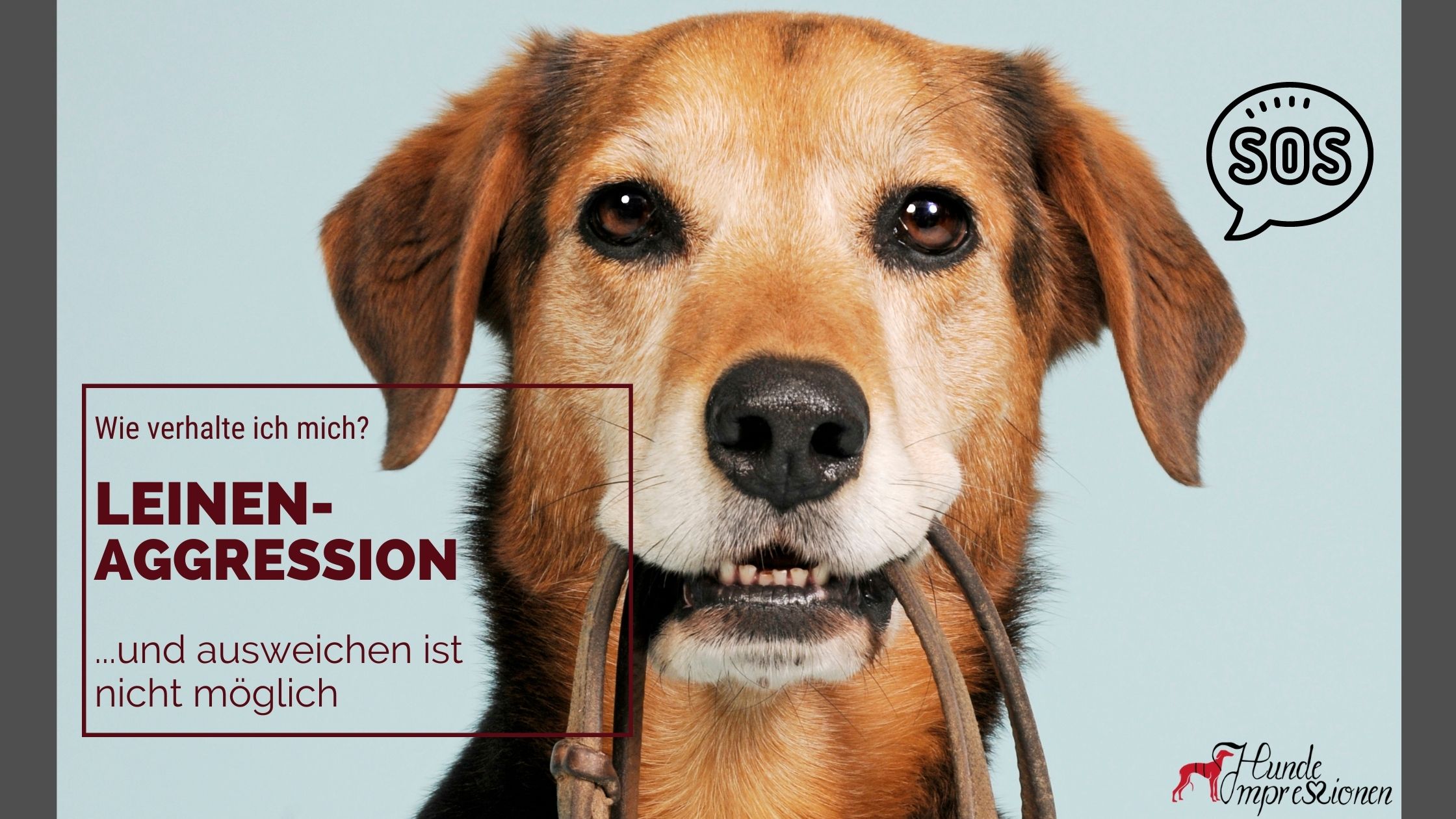 Was tun, wenn mein Hund leinenaggressiv ist, und ich nicht