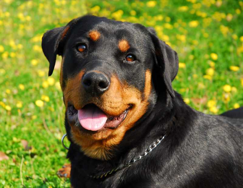 Die besten Hundenamen für Rottweiler Hunde2.de