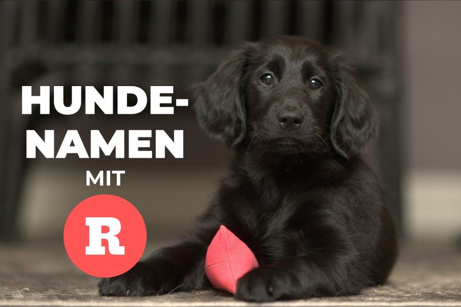 Interessante Hundenamen mit R für Hündinnen und Rüden HundeFunde