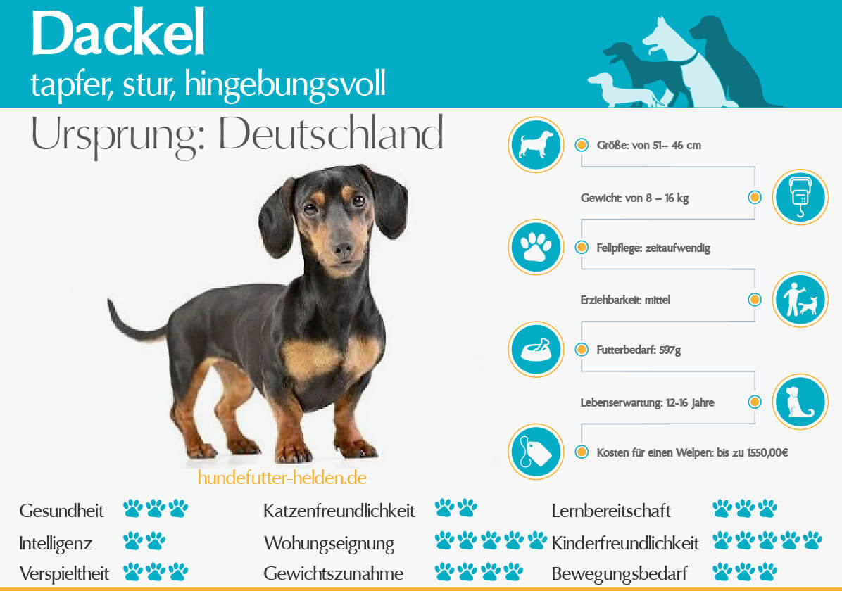 Dackel Steckbrief Rasseportrait & Informationen zur Hunderasse