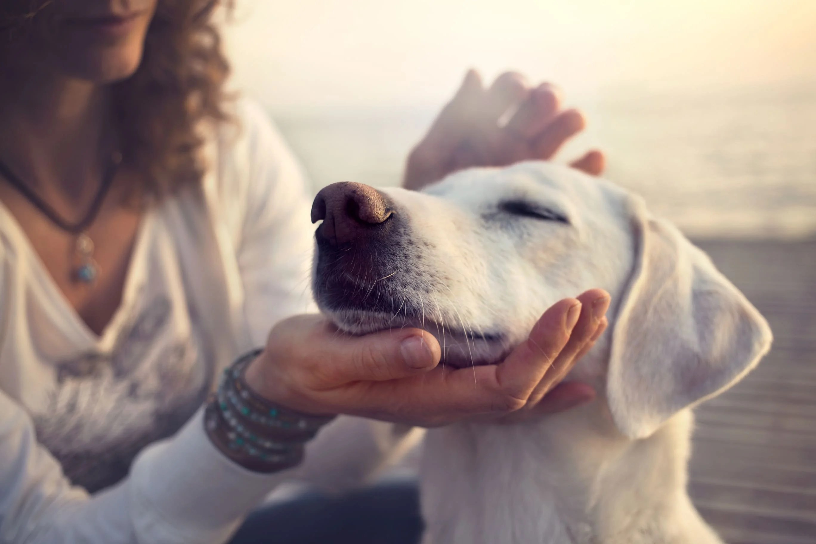 Wurmkur beim Hund? Das sollten Sie unbedingt wissen