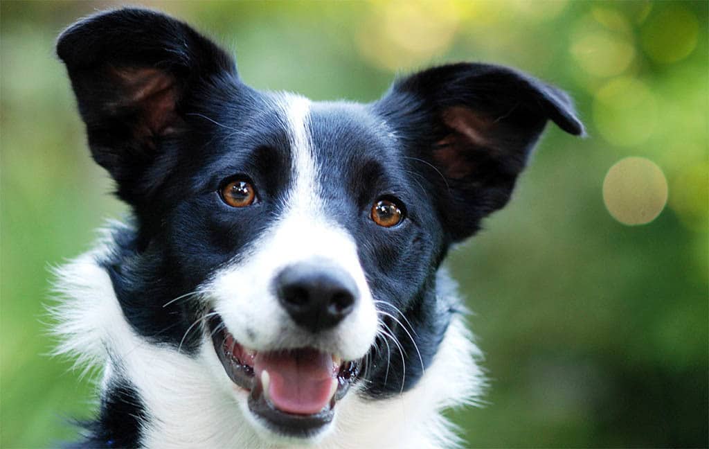 Border Collie ᐅ Wesen + Infos + Steckbrief HundePower.de