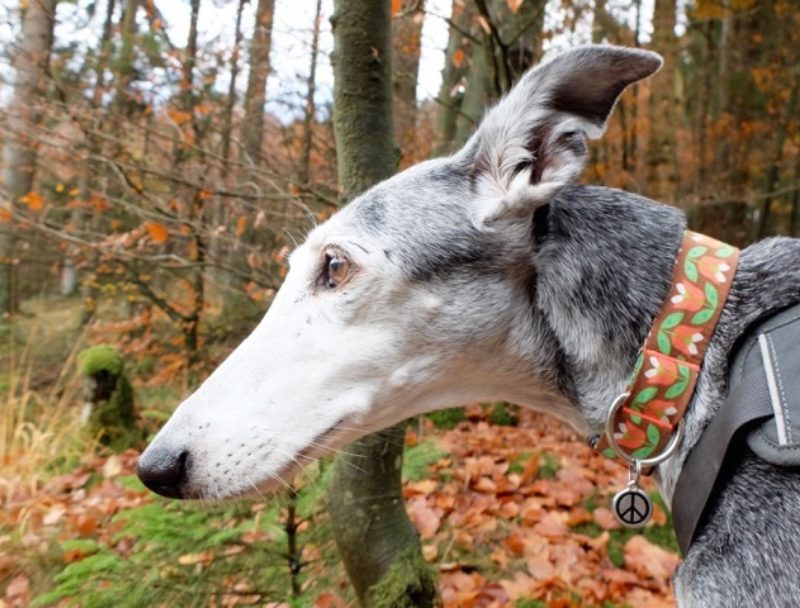 Hund Zuhause Gestorben Was Tun