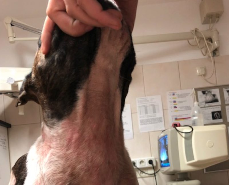 Milbenallergie beim Hund kein hoffnungsloser Fall Hunderunden