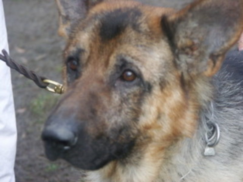 Hautsprechstunde "Hilfe, mein Hund kratzt sich die ganze