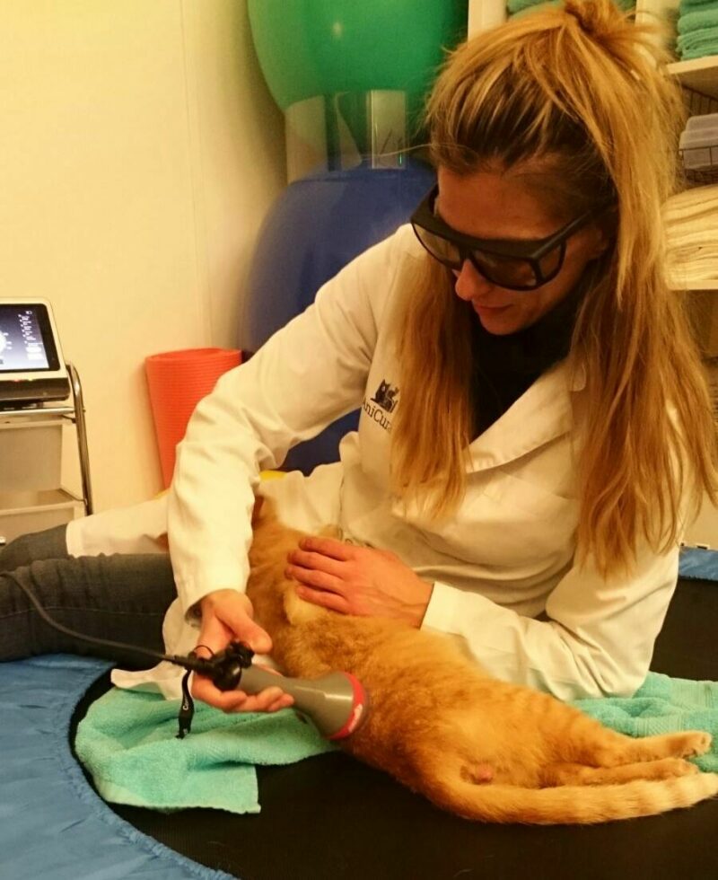Physiotherapie bei der Katze Hunderunden