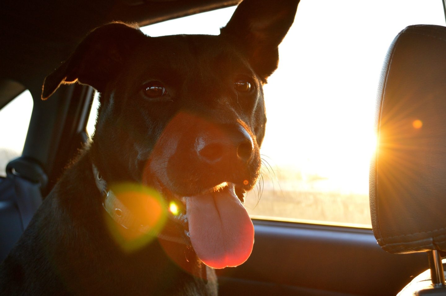Hitzefalle Auto für Hund und Kind Hunderunden