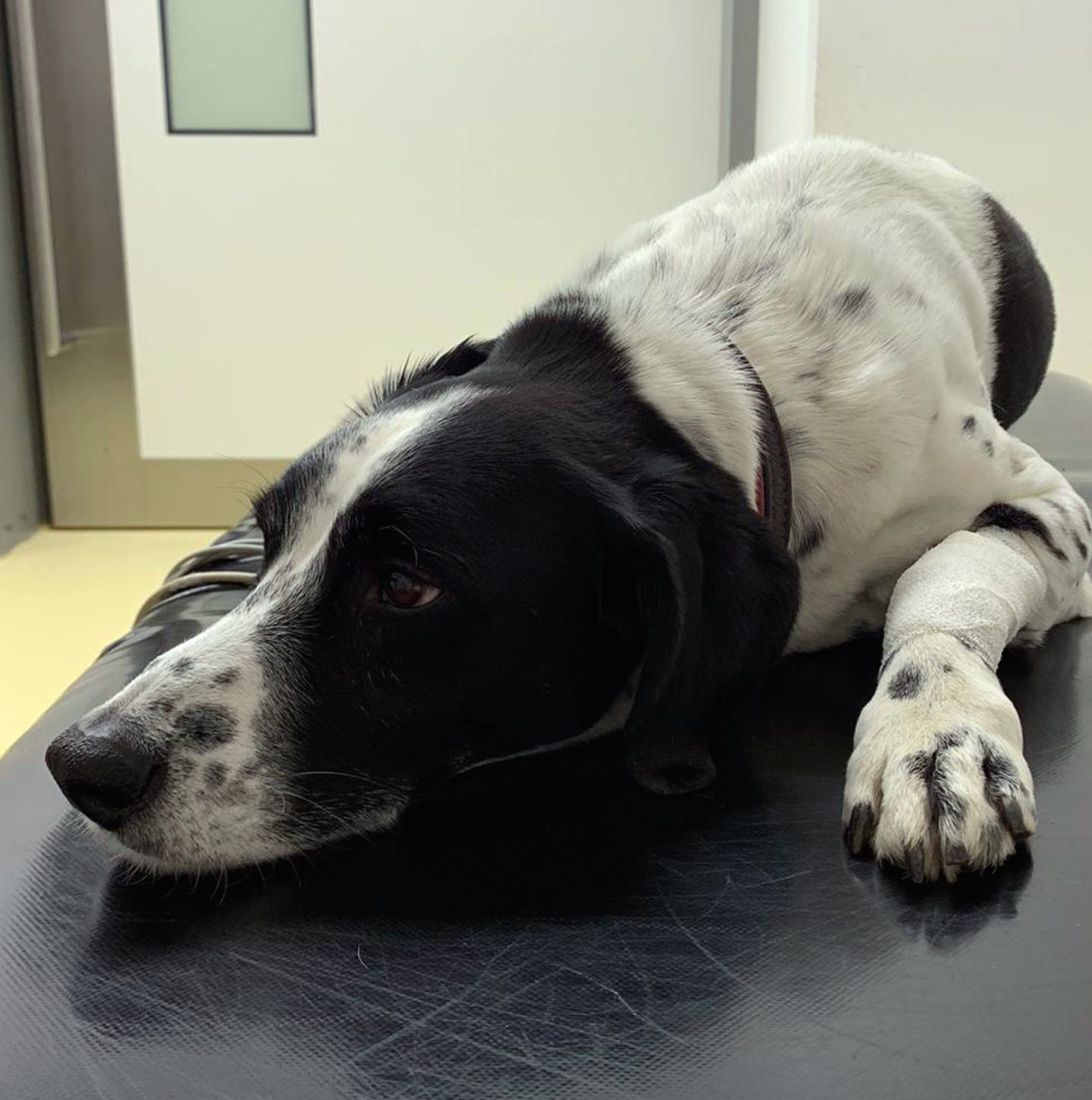 Lebensbedrohlicher Herzbeutelerguss beim Hund Hunderunden