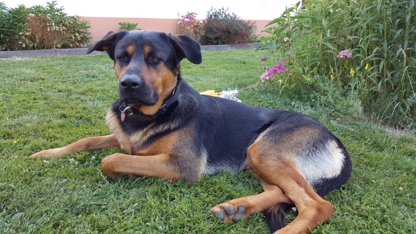 Rottweiler Golden Retriever Mix Harley Medium Male