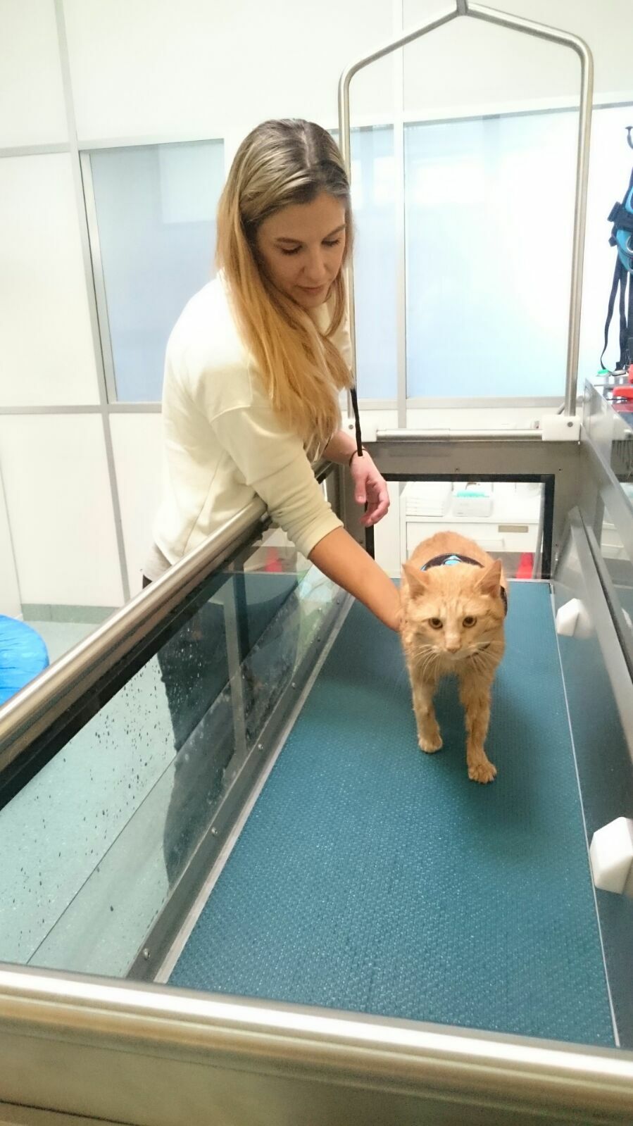 Physiotherapie bei der Katze Hunderunden